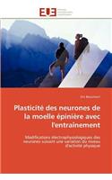Plasticité des neurones de la moelle épinière avec l''entraînement