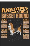 Anatomy Of A Basset Hound