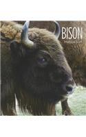Bison
