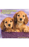 Just Dachshund Puppies 2017 Wall Calendar