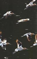 American Avocet Birds in Flight Journal (Recurvirostra Americana)