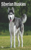 Siberian Huskies 2025 Square Wrap