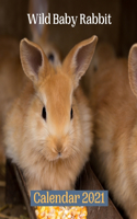 Wild Baby Rabbit Calendar 2021