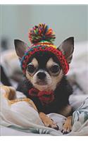 Chihuahua Lovers Journal: Journal Notebook Blank Lined Pages for Chihuahua Lovers