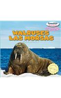 Walruses / Las Morsas