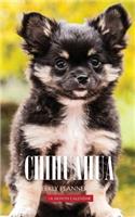 Chihuahua Weekly Planner 2017: 16 Month Calendar