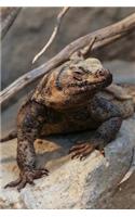Chuckwalla Lizard on the Rocks Journal: 150 page lined notebook/diary