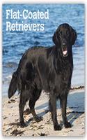 Flat Coated Retriever 2021 Wall Calendar