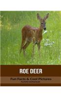 Roe Deer: Fun Facts & Cool Pictures