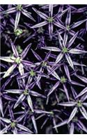 Bright Purples - Blank Notebook