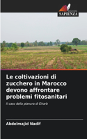 Le coltivazioni di zucchero in Marocco devono affrontare problemi fitosanitari