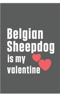 Belgian Sheepdog is my valentine