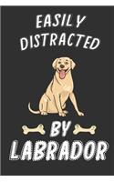 Easily Distracted by Labrador