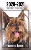 2020-2021 Calendario Semanal Yorkshire Terrier