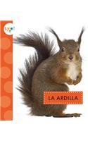 La Ardilla (Squirrels)