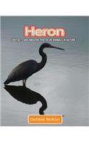 Heron: Fun Facts and Amazing Photos of Animals in Nature