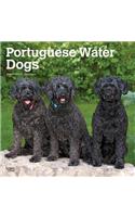 Portuguese Water Dogs 2019 Square