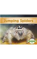 Jumping Spiders