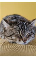 Adorable Gray and Black Striped Cat Napping on the Sofa Journal: 150 Page Lined Notebook/Diary