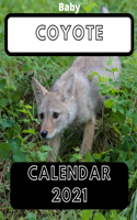 Baby Coyote Calendar 2021