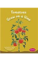 Tomatoes Grow on a Vine