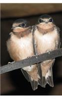 Two Cute Juvenile Barn Swallows Bird Journal: 150 Page Lined Notebook/Diary