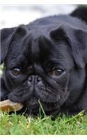What a Face! Black Pug Puppy Dog Pet Journal