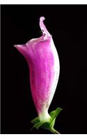 Beautiful Single Lavender Foxglove Bloom Journal