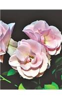 Roses Notebook