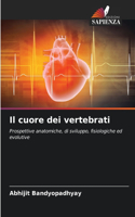 cuore dei vertebrati