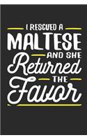 I Rescued a Maltese and She Returned the Favor