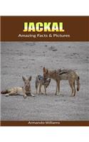 Jackal