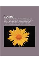 Glands: Skene's Gland, Testicle, Thyroid, Adrenal Gland, Spleen, Pituitary Gland, Prostate, Exocrine Gland, Bartholin's Gland,