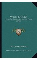 Wild Ducks