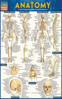 Anatomy - Reference Guide (8.5 X 11)