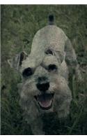 Miniature Schnauzer