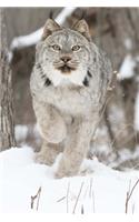Canadian Lynx on the Move Journal: 150 Page Lined Notebook/Diary