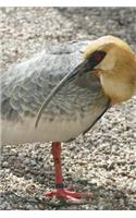 Cool Black Faced Ibis on the Ground Journal: Take Notes, Write Down Memories in this 150 Page Lined Journal