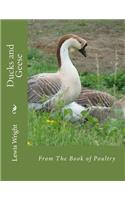 Ducks and Geese