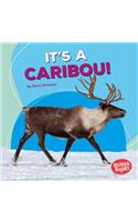 It's a Caribou!