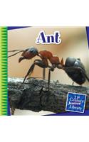 Ant