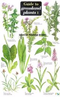 Guide to Grassland Plants 1