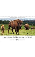 Bisons De L'amerique Du Nord 2017