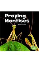 Praying Mantises