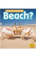 What Can Live at the Beach?