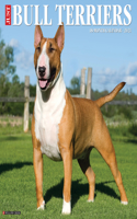 Just Bull Terriers 2021 Wall Calendar (Dog Breed Calendar)