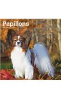 Papillons 2021 Square