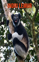 Indri Lemur