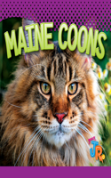 Maine Coons