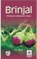 Brinjal